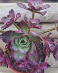 Aeonium 'Marnier-Lapostolle'