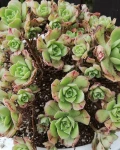 Aeonium mascaense