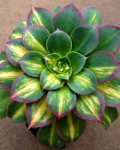 Aeonium 'Moonburst'