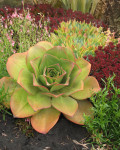 Aeonium nobile