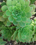 Aeonium percarneum