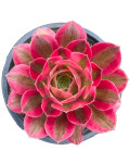 Aeonium 'Pink Witch'