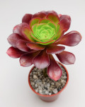 Aeonium 'Plum Purdy'