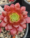 Aeonium 'Plum Thumb'