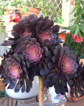 Aeonium 'Short Black'