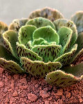 Aeonium smithii