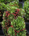 Aeonium spathulatum