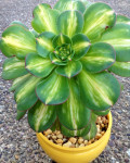 Aeonium 'Starburst'