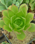 Aeonium stuessyi