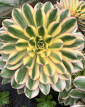 Aeonium 'Sunburst'