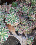 Aeonium Sunburst Cristatum