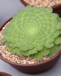 Aeonium tabuliforme