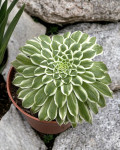 Aeonium tabuliforme 'Variegata'