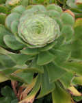 Aeonium undulatum