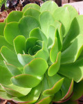 Aeonium urbicum