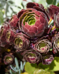 Aeonium 'Velour'