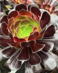 Aeonium 'Voodoo'