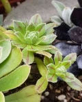 Aeonium x hybridum