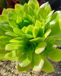 Aeonium x praegeri