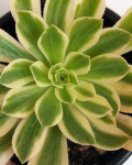 Aeonium 'Yan Ning'