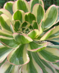 Aeonium 'Zeus'