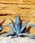 Agave americana