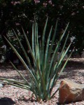 Agave Angustifolia