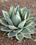 Agave Applanata