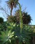 Agave Attenuata