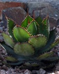 Agave Bovicornuta