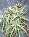 Agave Bracteosa