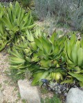 Agave Celsii