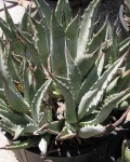 Agave Cerulata