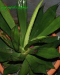 Agave Chiapensis