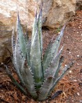 Agave Chrysantha