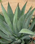 Agave Cupreata