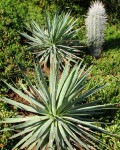 Agave Dasylirioides