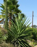 Agave Decipiens