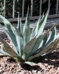 Agave Delamateri