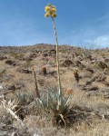 Agave Deserti