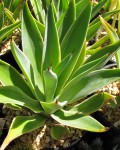 Agave Desmetiana