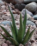 Agave Difformis