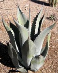 Agave Durangensis