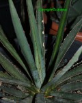 Agave Ensifera