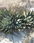 Agave Ferdinandi-regis