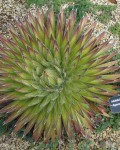 Agave Filifera