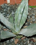 Agave Flexispina