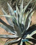 Agave Franzosini