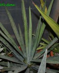 Agave Funkiana