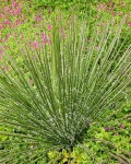 Agave Geminiflora